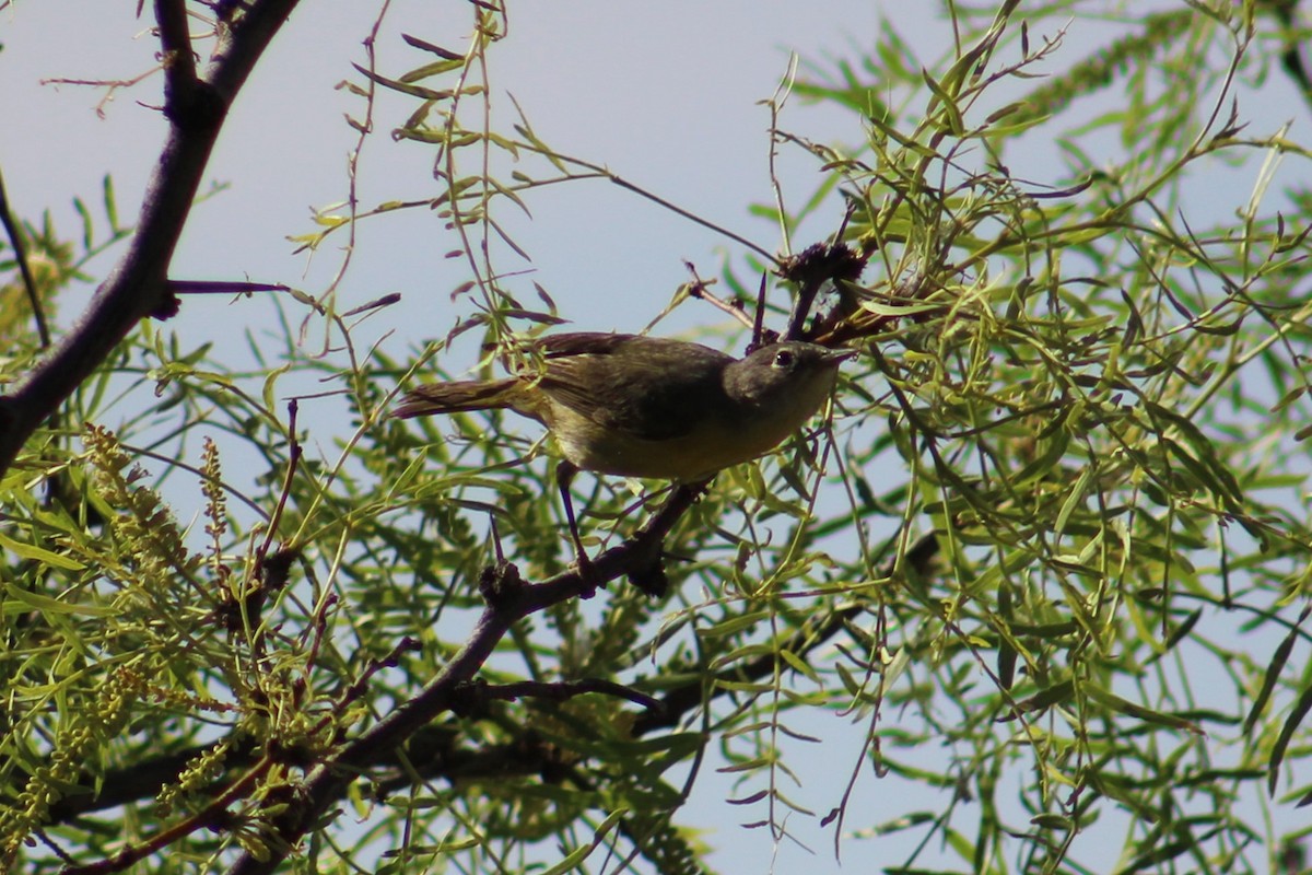 Virginia's Warbler - Adair Bock