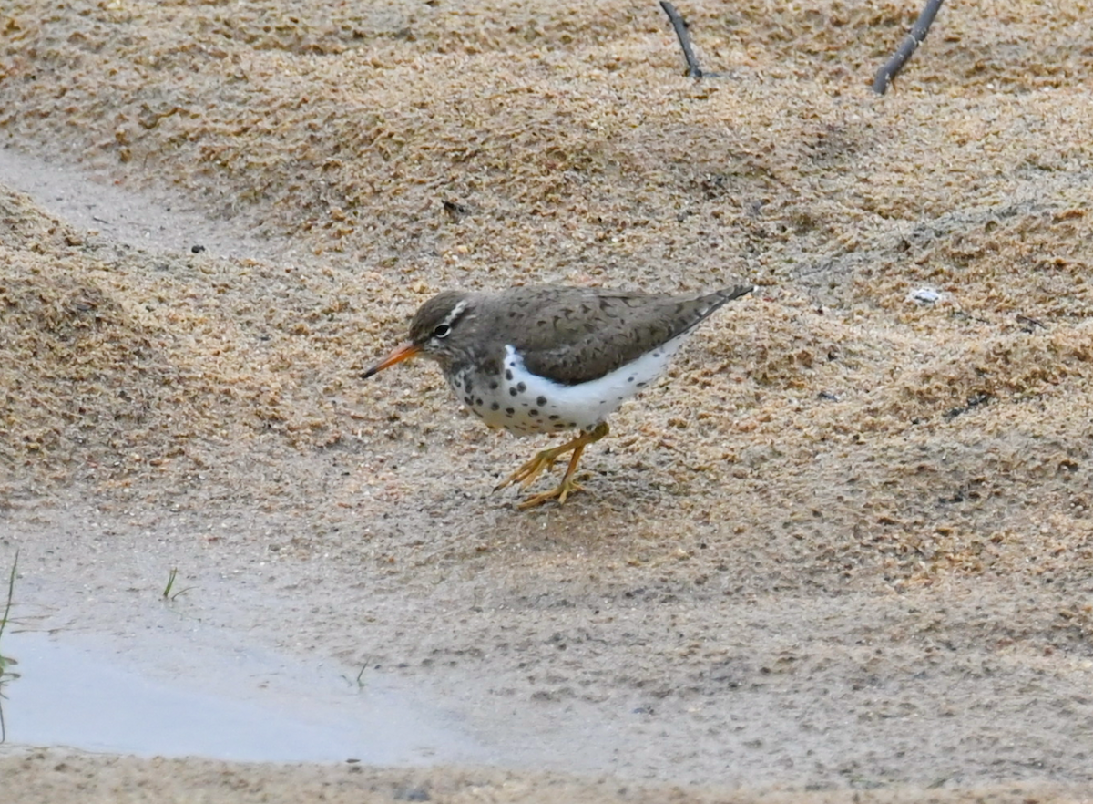 Spotted Sandpiper - Heather Buttonow