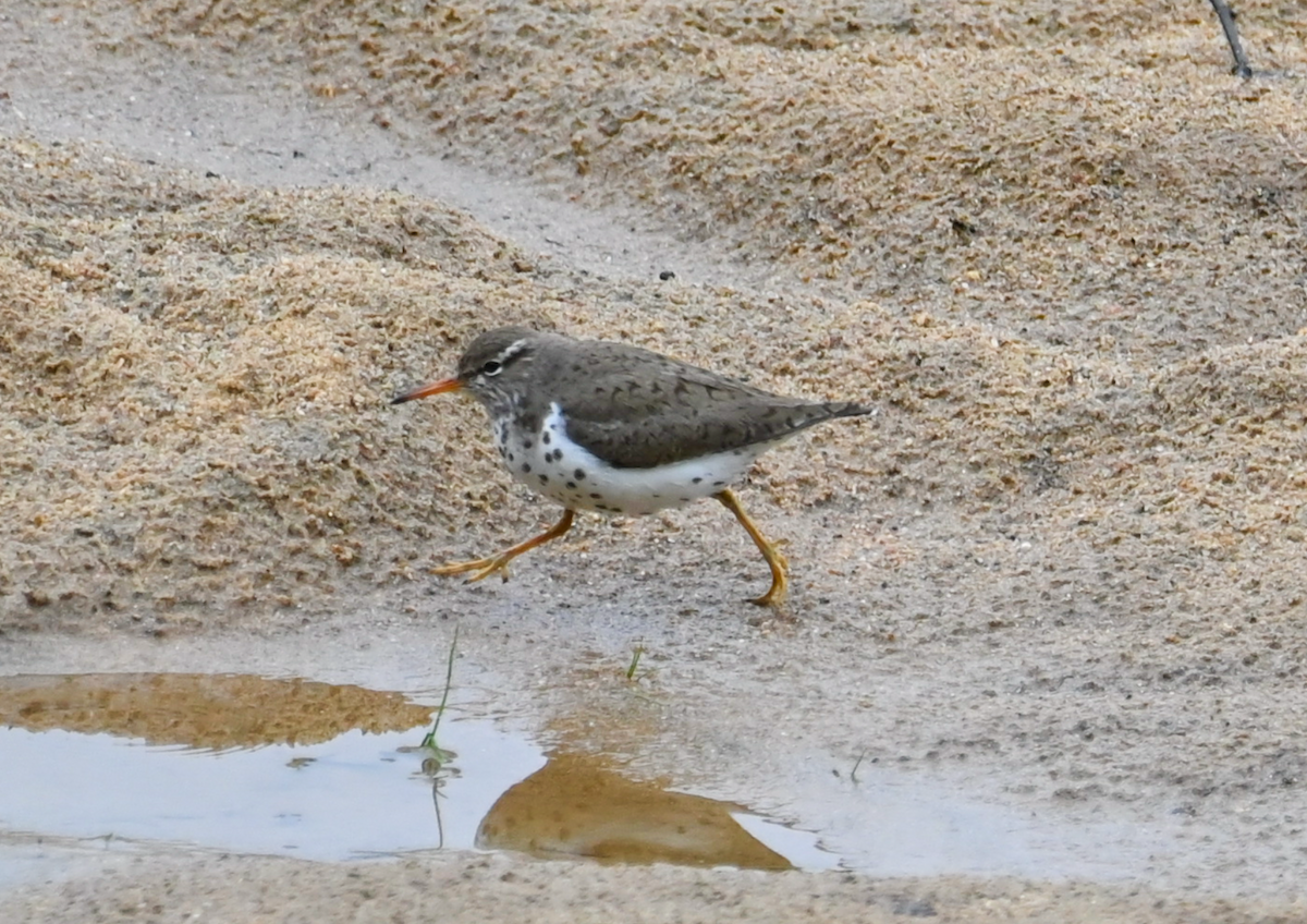 Spotted Sandpiper - Heather Buttonow