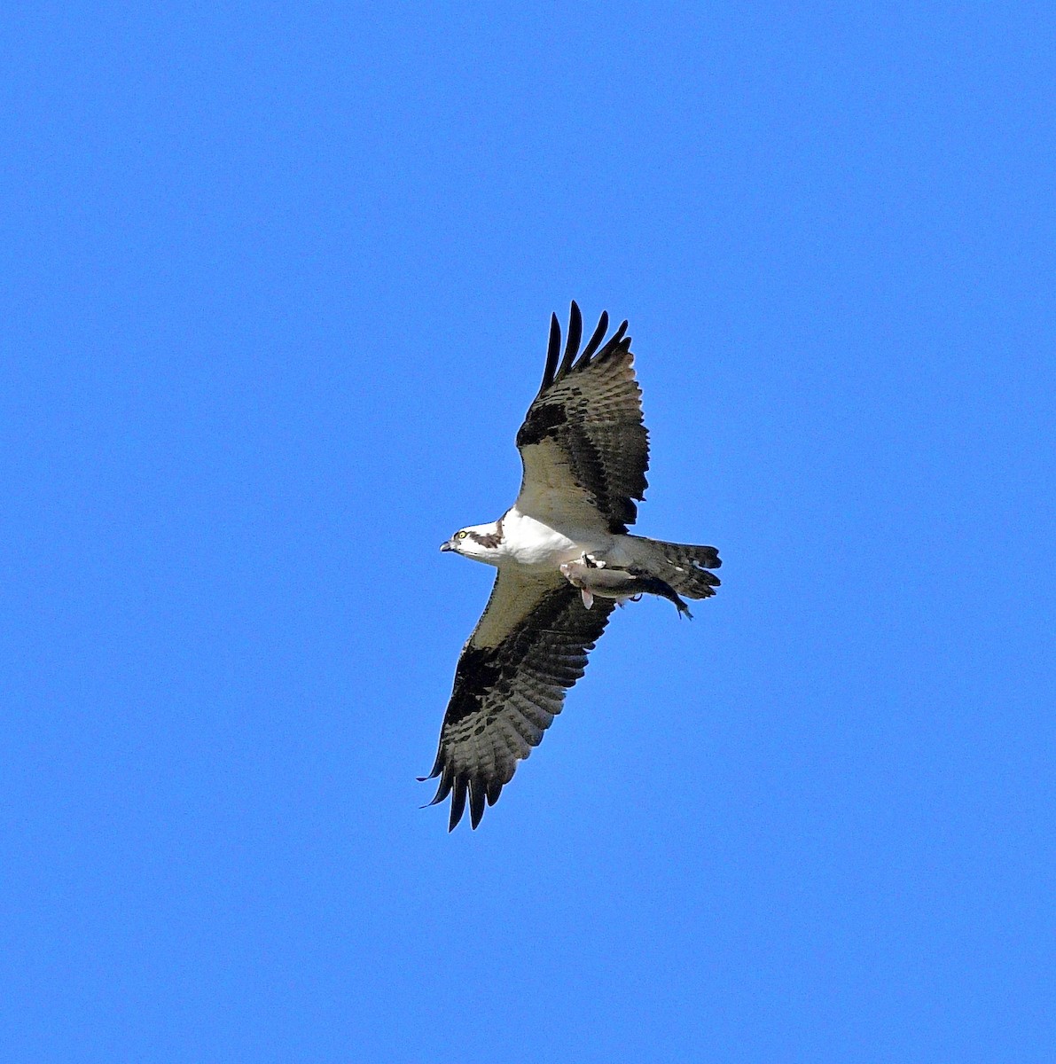 Osprey - Norman Eshoo