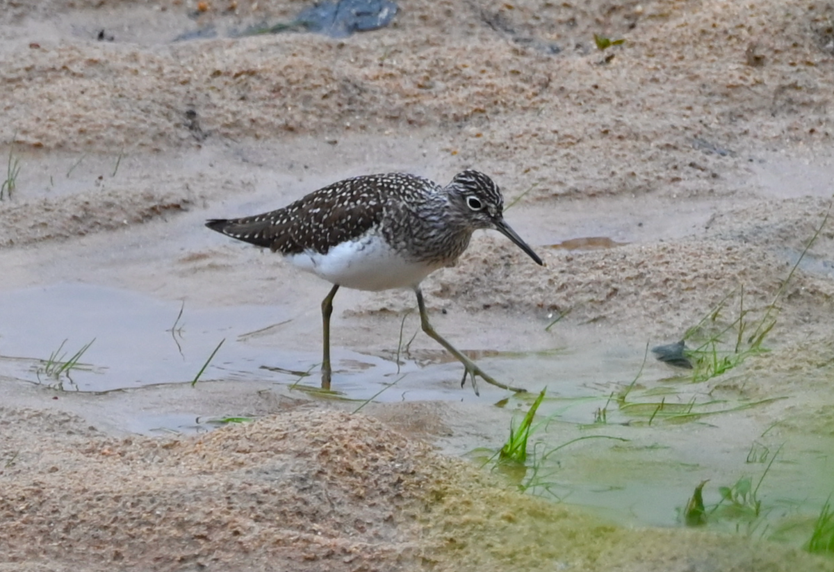 Solitary Sandpiper - Heather Buttonow