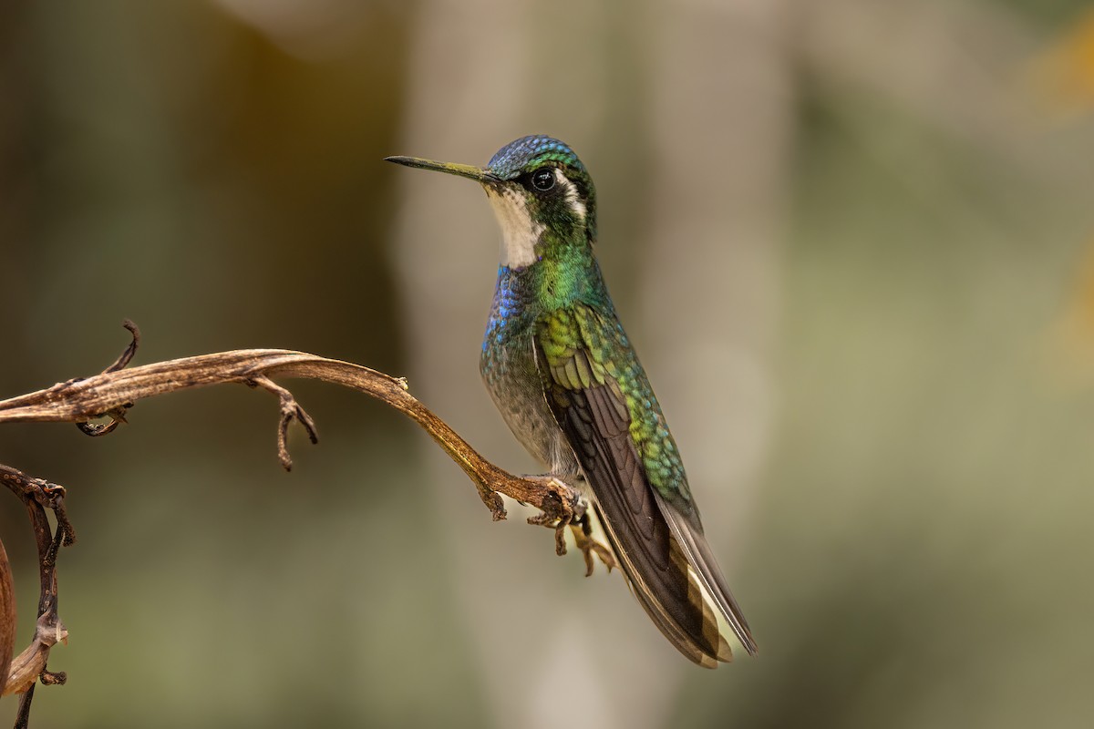 Colibrí Ventricastaño - ML619115461