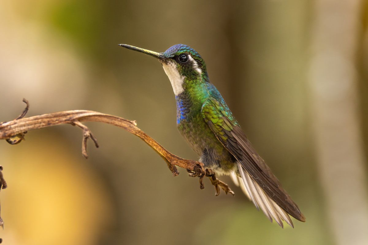 Colibrí Ventricastaño - ML619115464