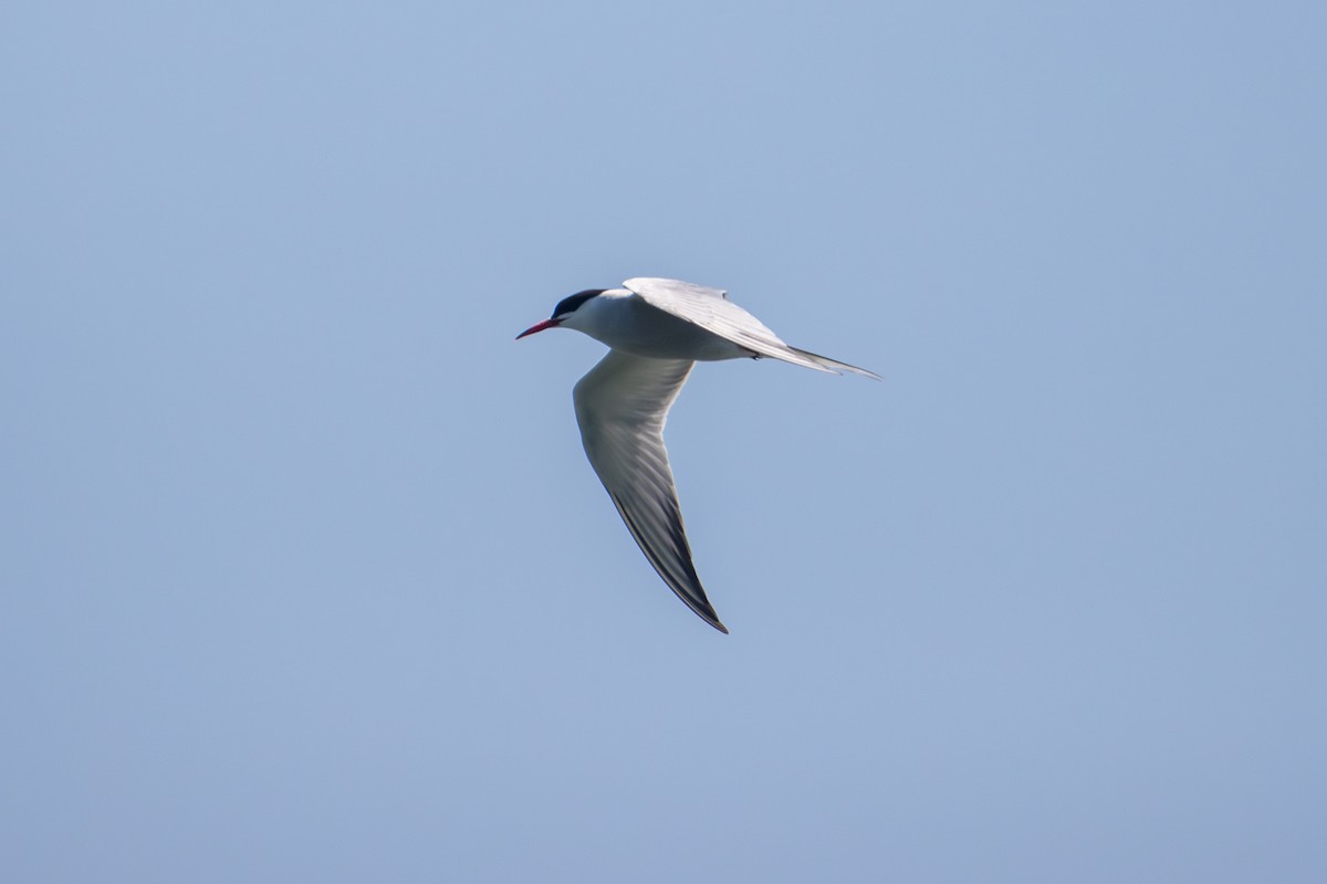 Common Tern - ML619115468