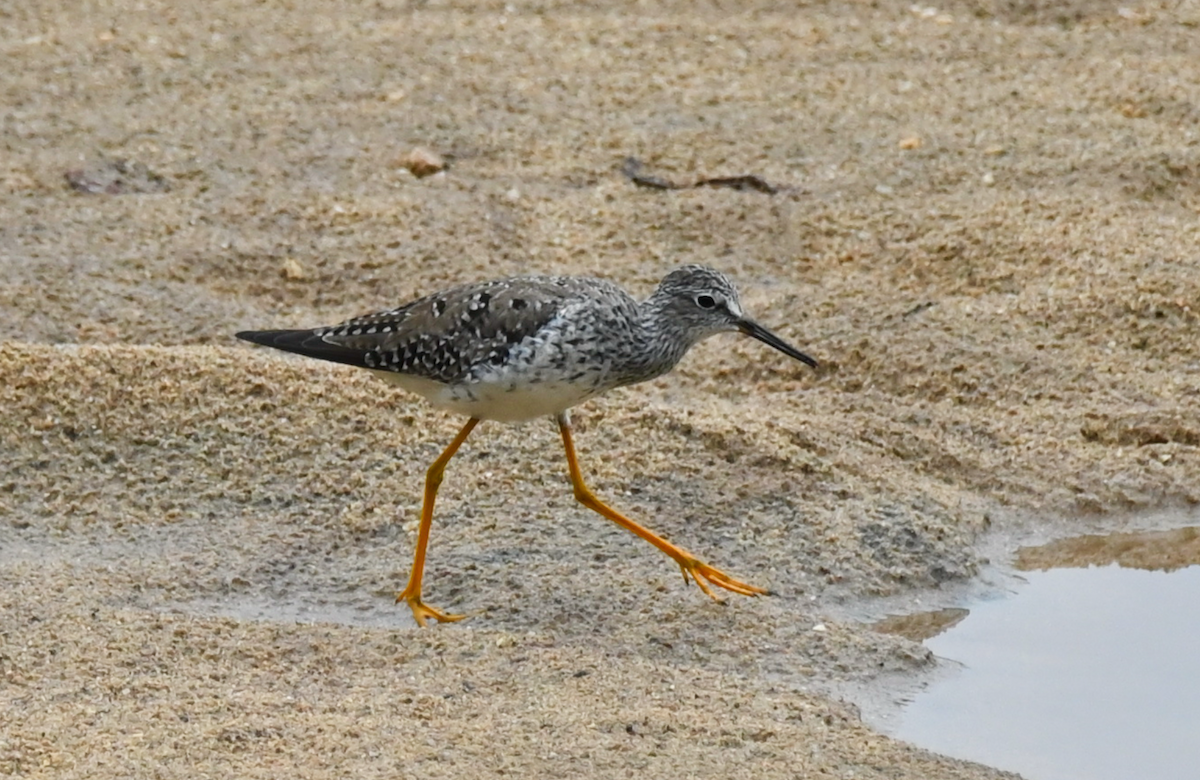 Lesser Yellowlegs - Heather Buttonow