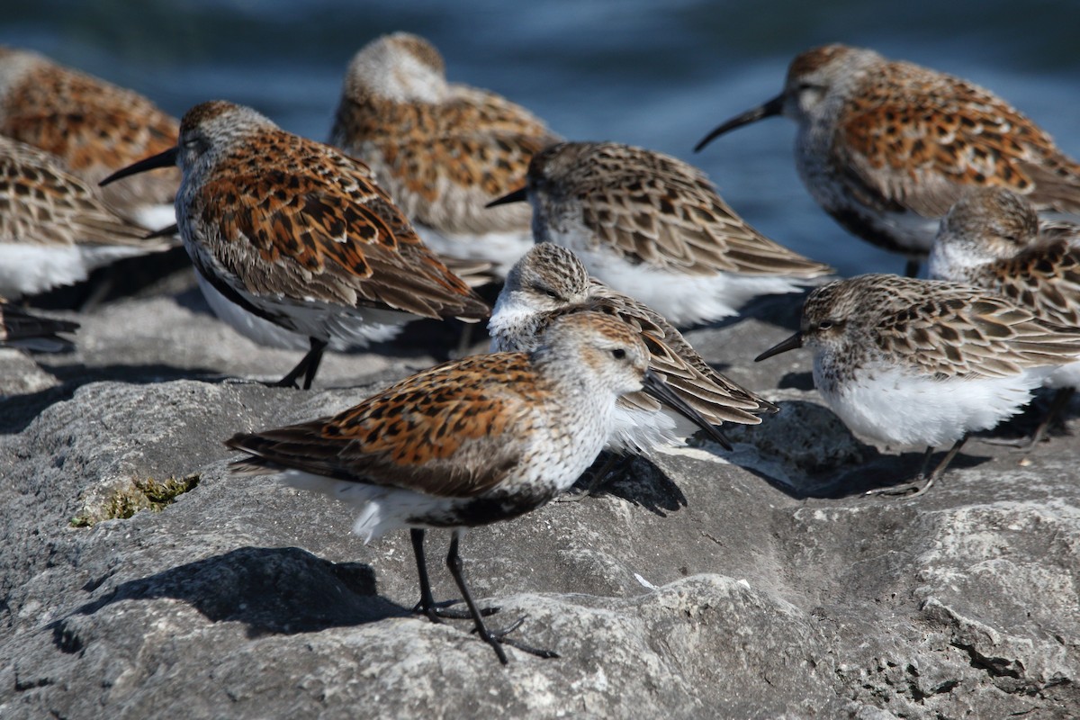 Dunlin - Maggie P