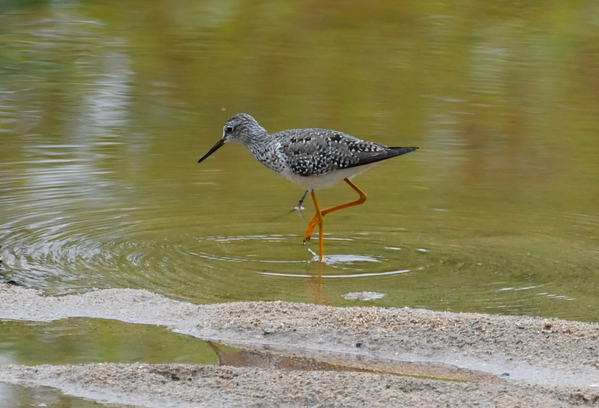 Lesser Yellowlegs - Heather Buttonow