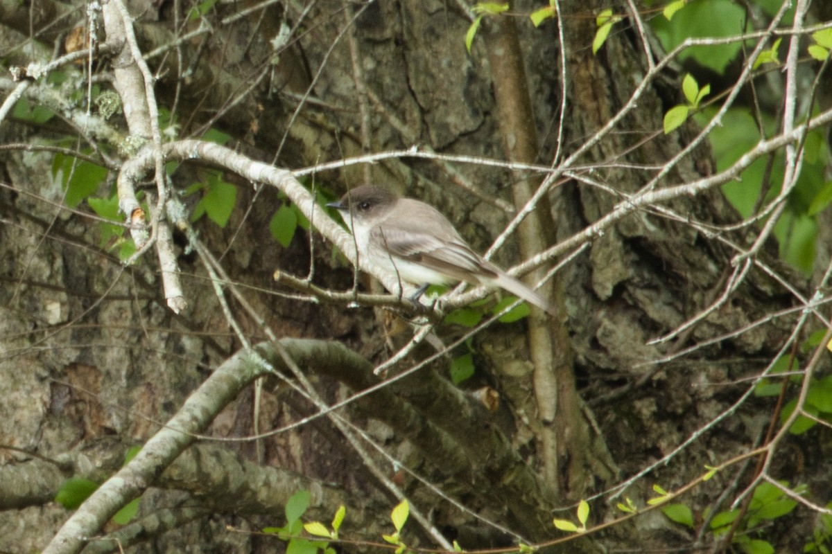 Eastern Phoebe - Anonymous