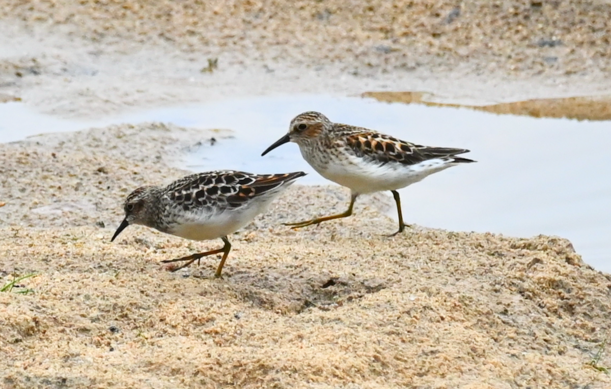 Least Sandpiper - Heather Buttonow