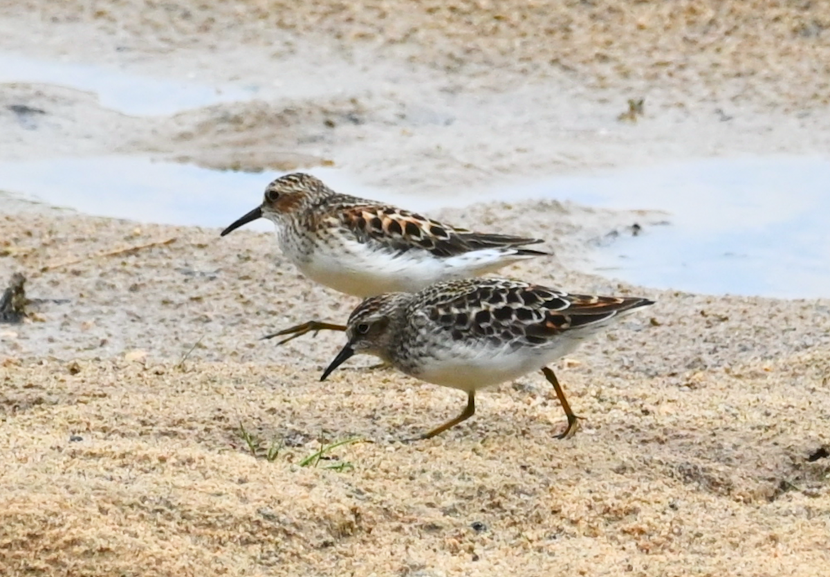 Least Sandpiper - Heather Buttonow