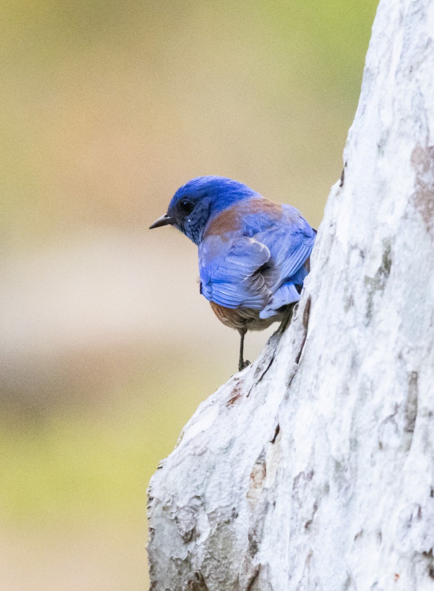 Western Bluebird - Timothy Aarons