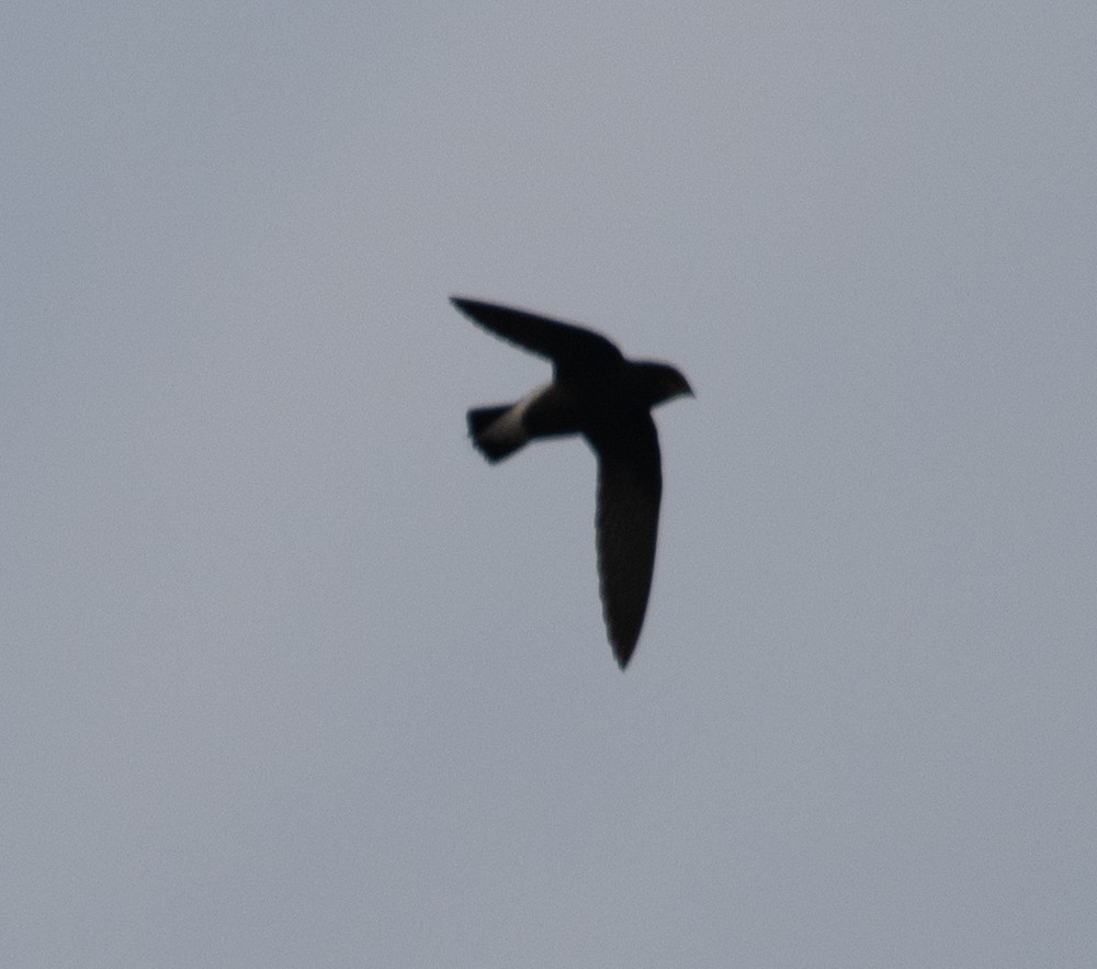 Silver-backed Needletail - Lindy Fung