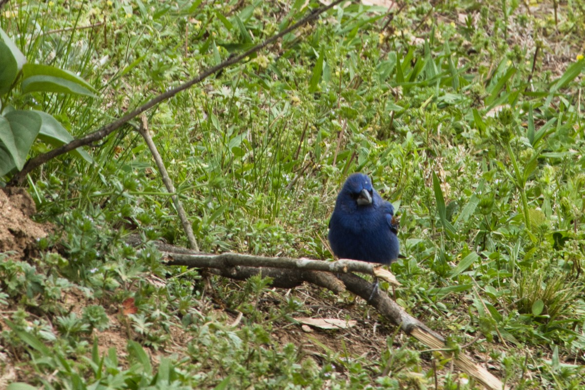 Blue Grosbeak - Anonymous