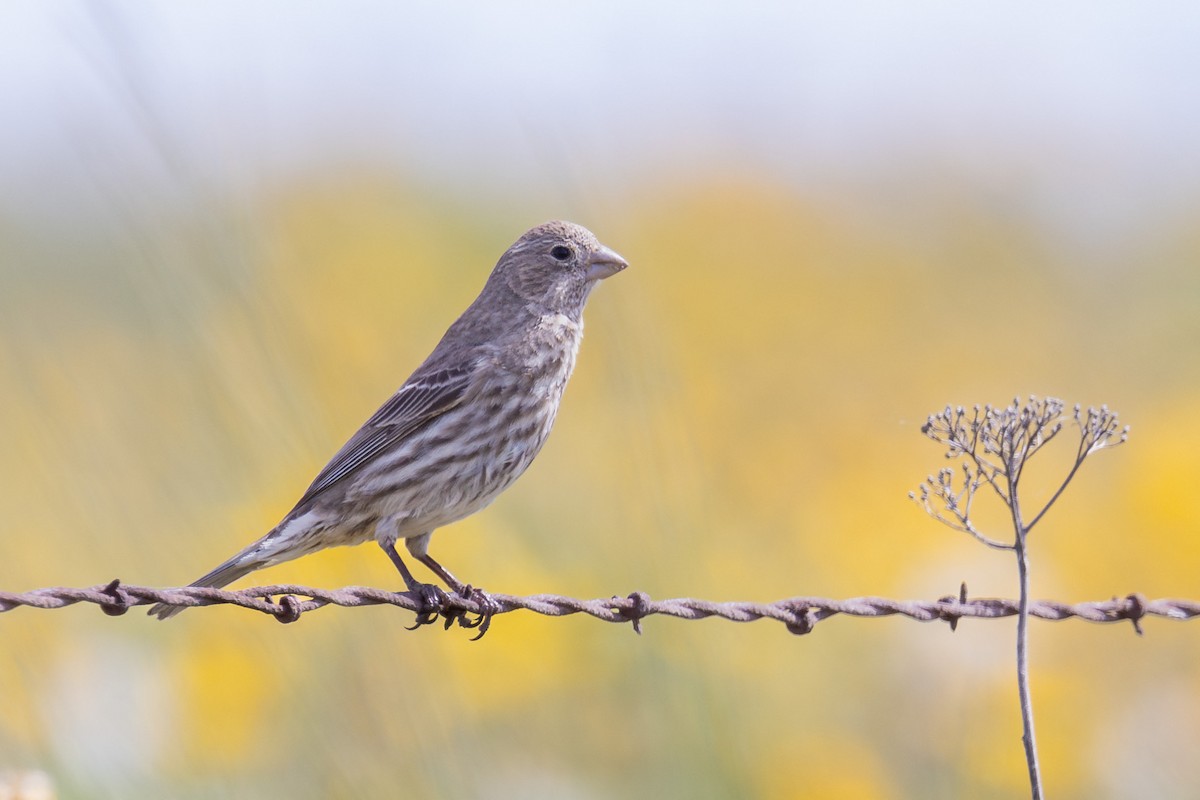 Cassin's Finch - Ken Pitts