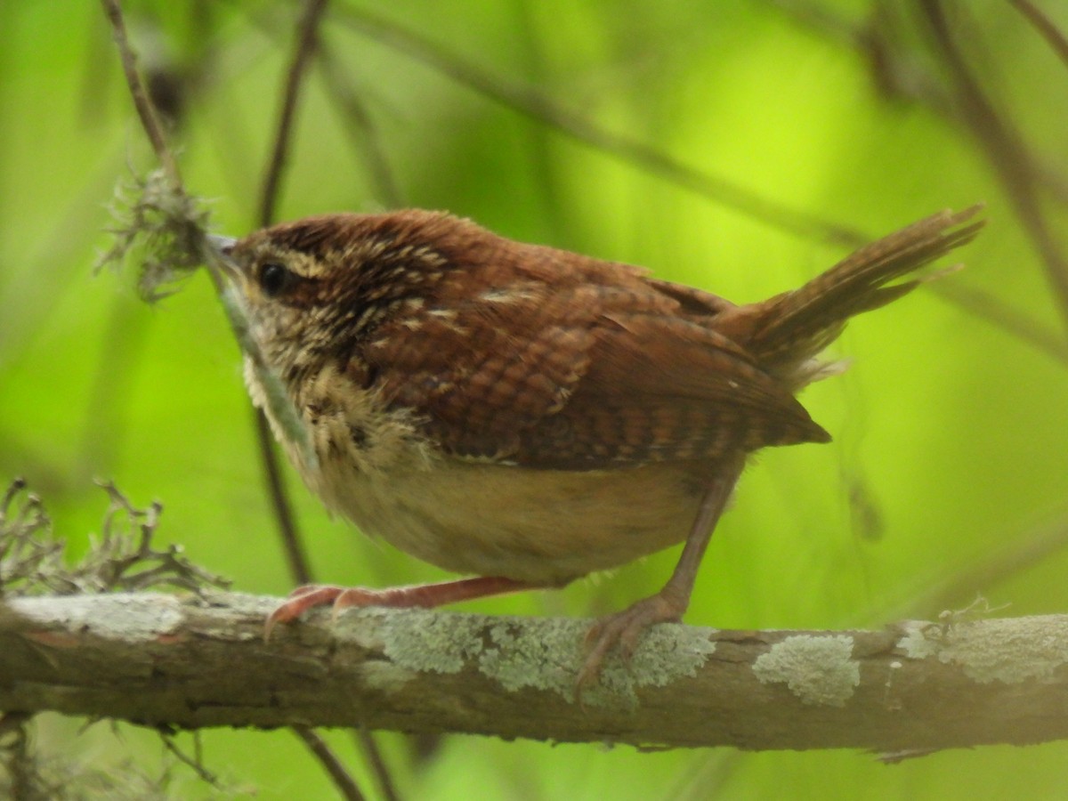 Carolina Wren - Marie Asscherick