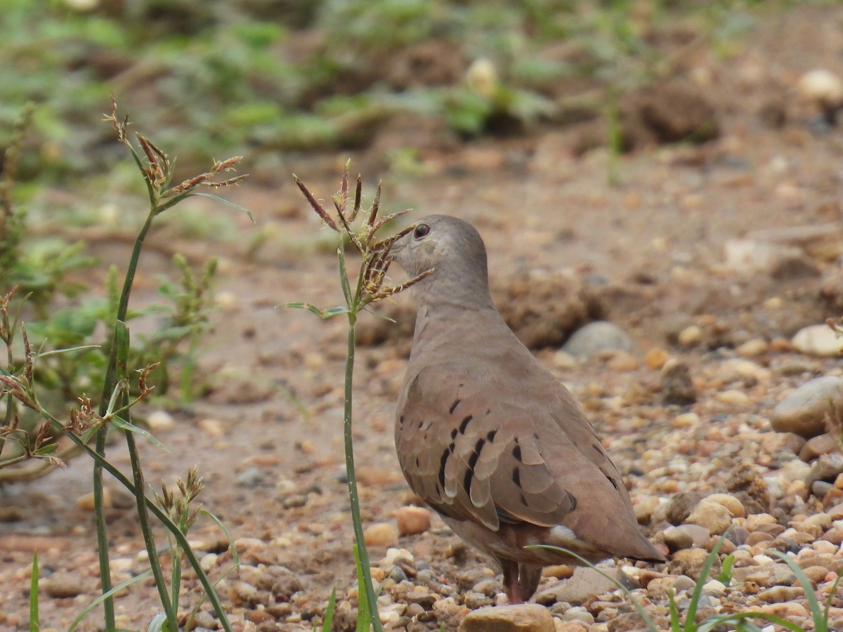 Ruddy Ground Dove - ML619115537