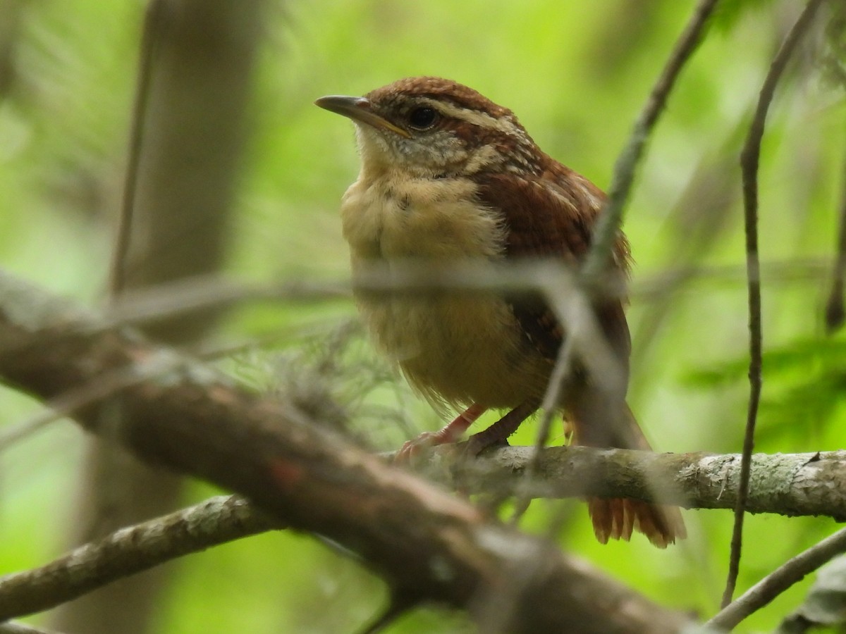 Carolina Wren - Marie Asscherick