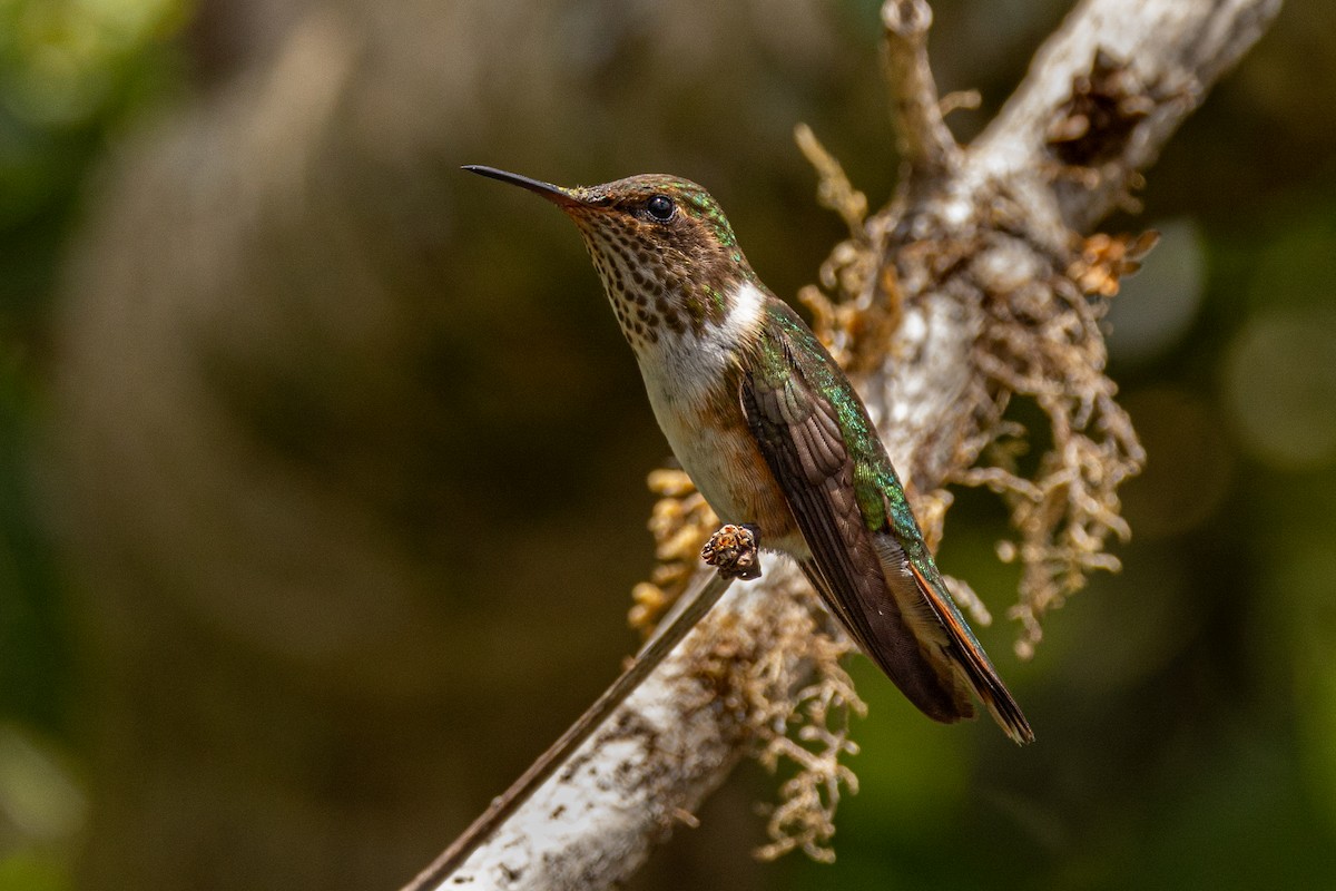 Volcano Hummingbird - Scott Coupland