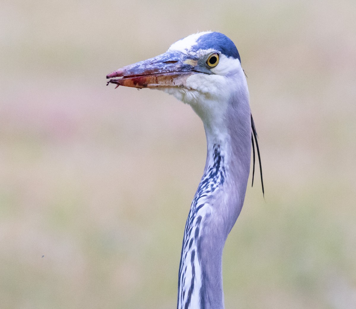 Great Blue Heron - Timothy Aarons