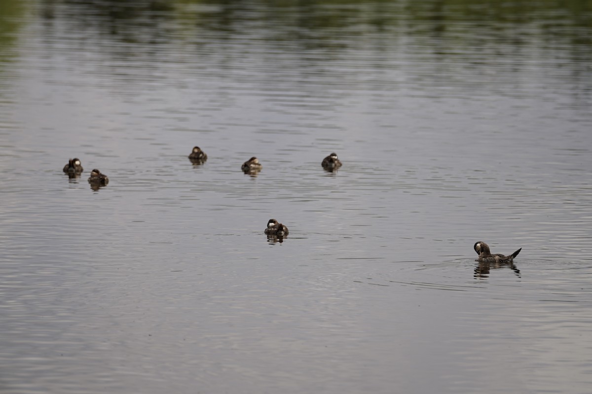 Ruddy Duck - Kevin Kerr