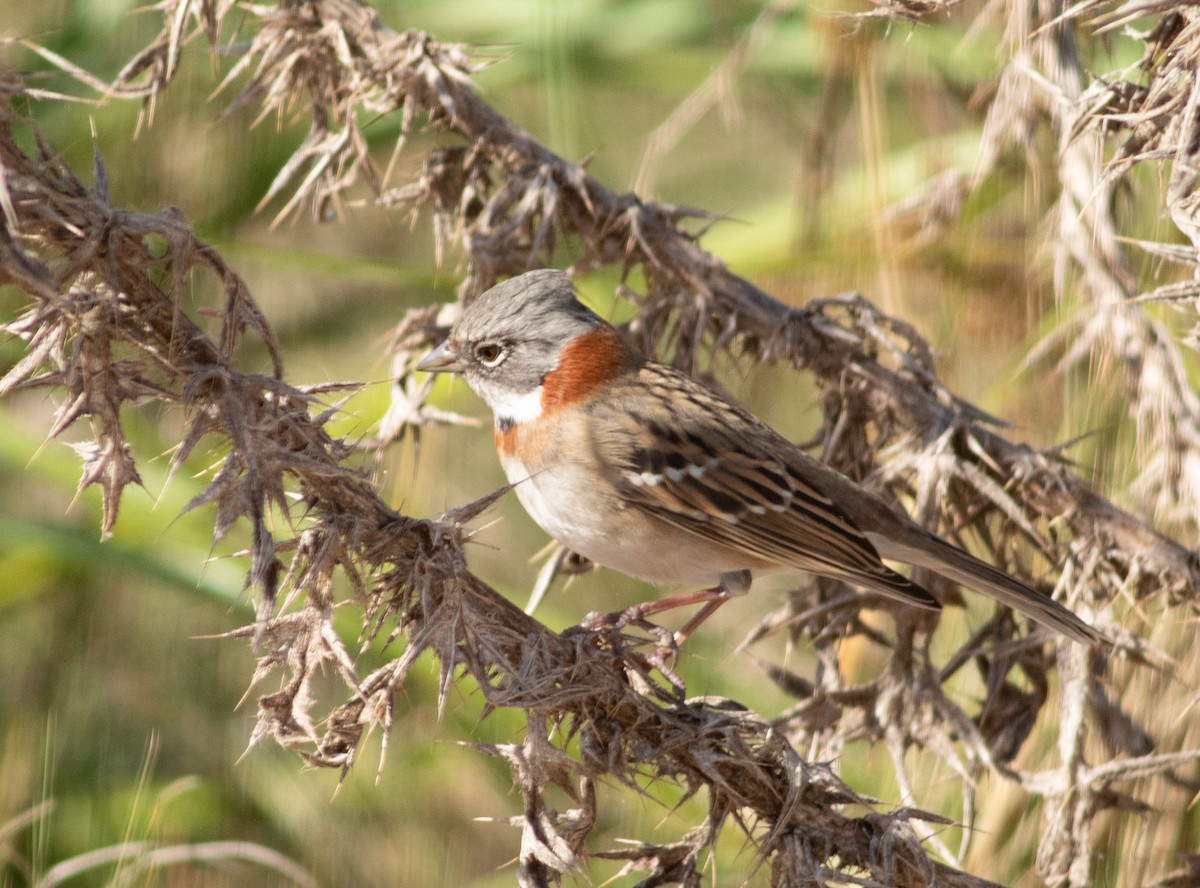 Rufous-collared Sparrow (Patagonian) - jesus  enrique