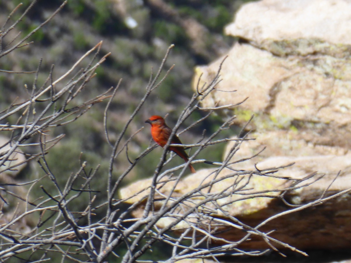 Hepatic Tanager - Loren Quinby