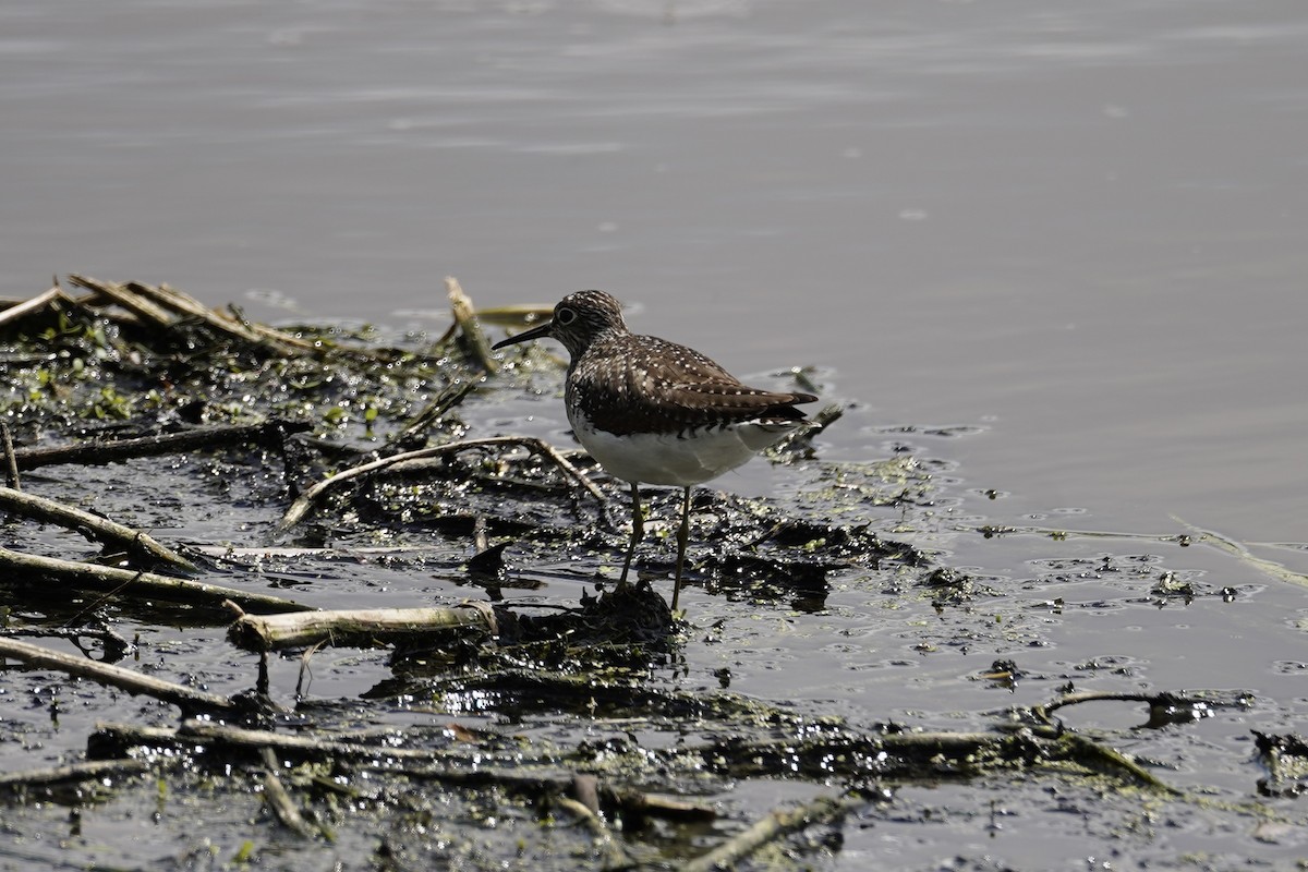 Solitary Sandpiper - Kevin Kerr