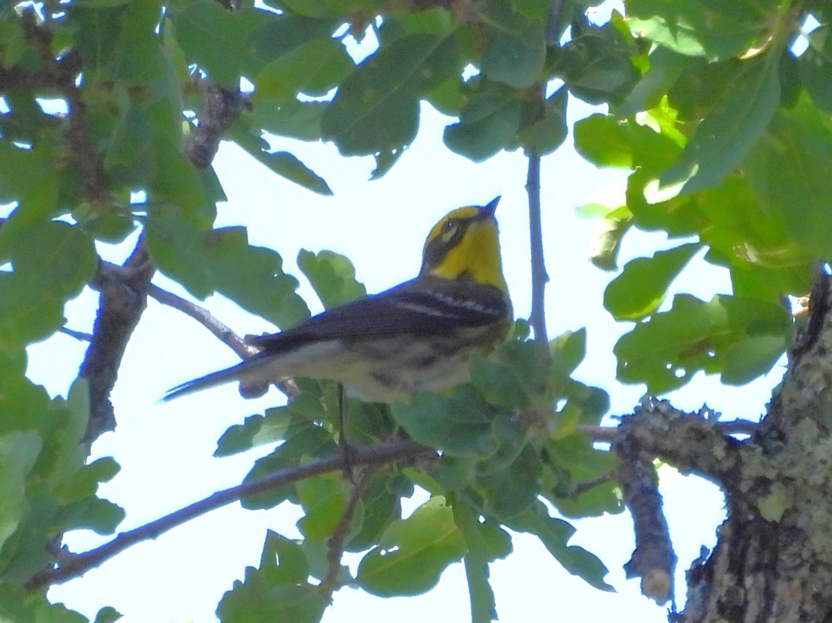 Townsend's Warbler - Jake Ruygt