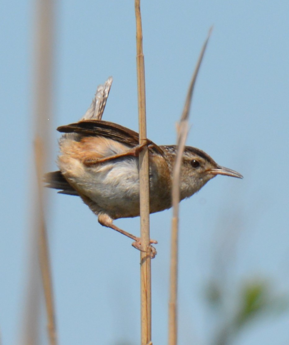 Marsh Wren - Micky Komara