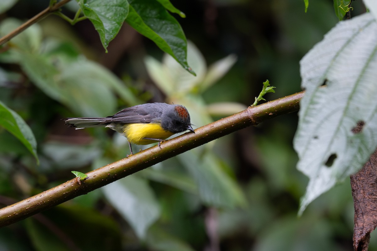 Slate-throated Redstart - Steve Heinl