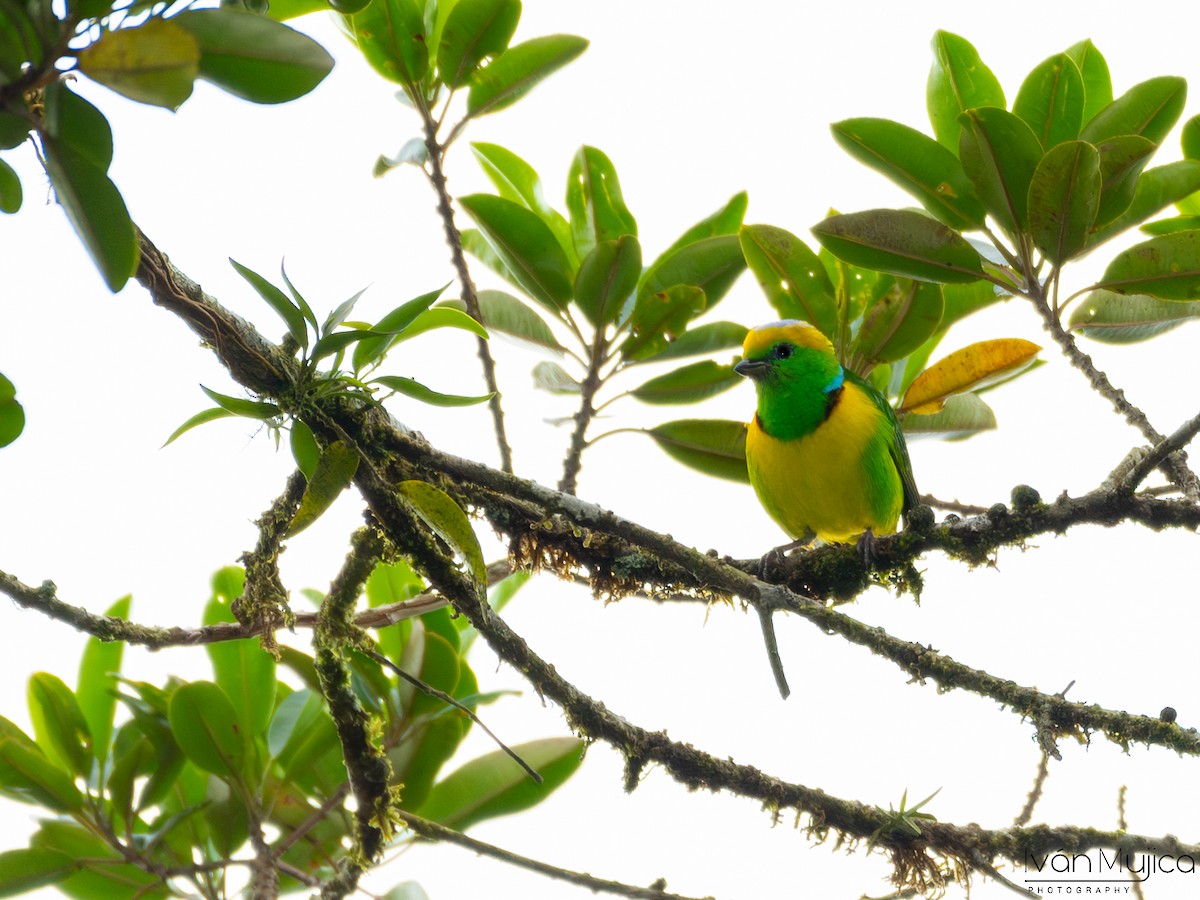 Golden-browed Chlorophonia - Ivan Mujica