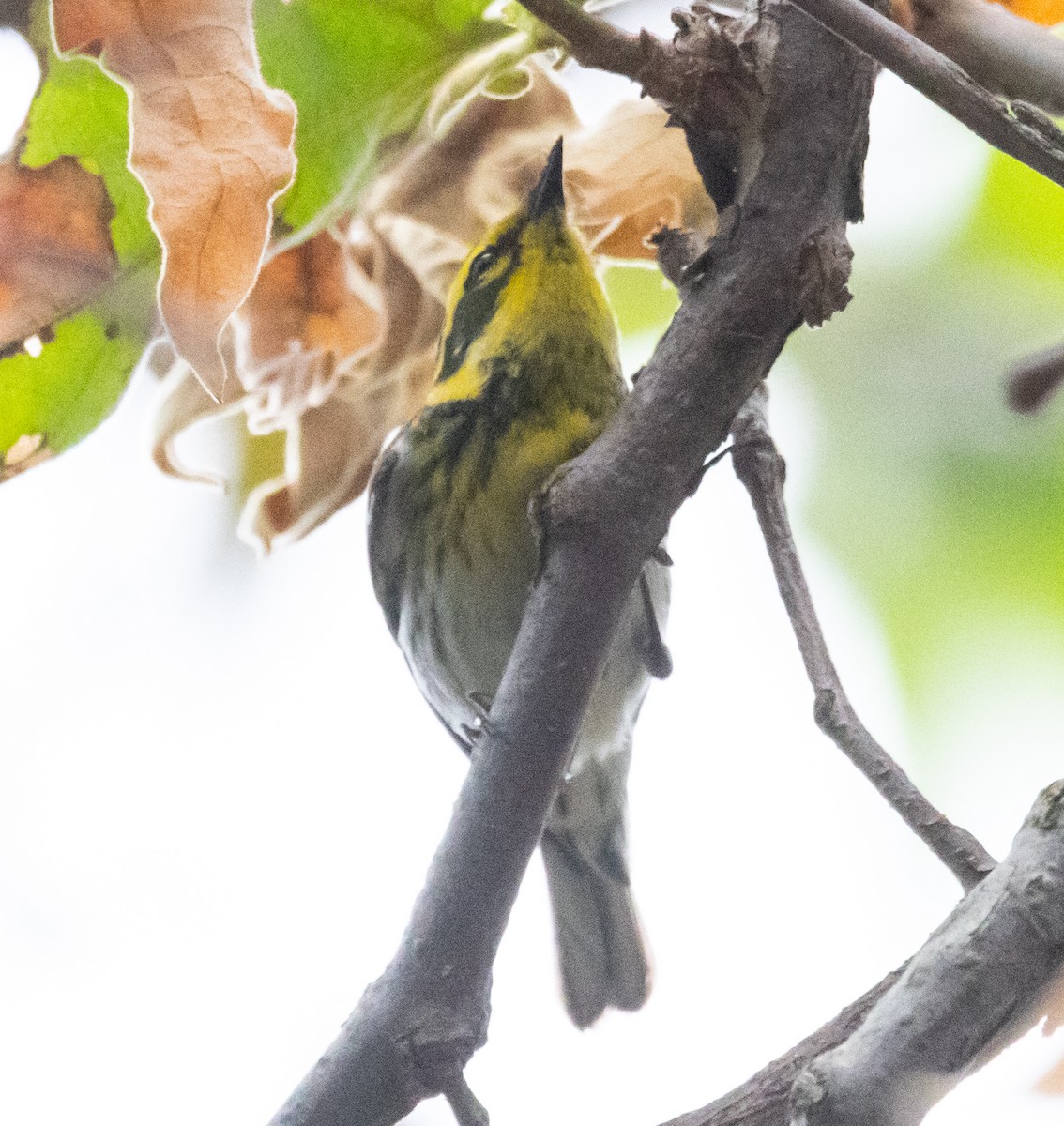 Townsend's Warbler - Timothy Aarons