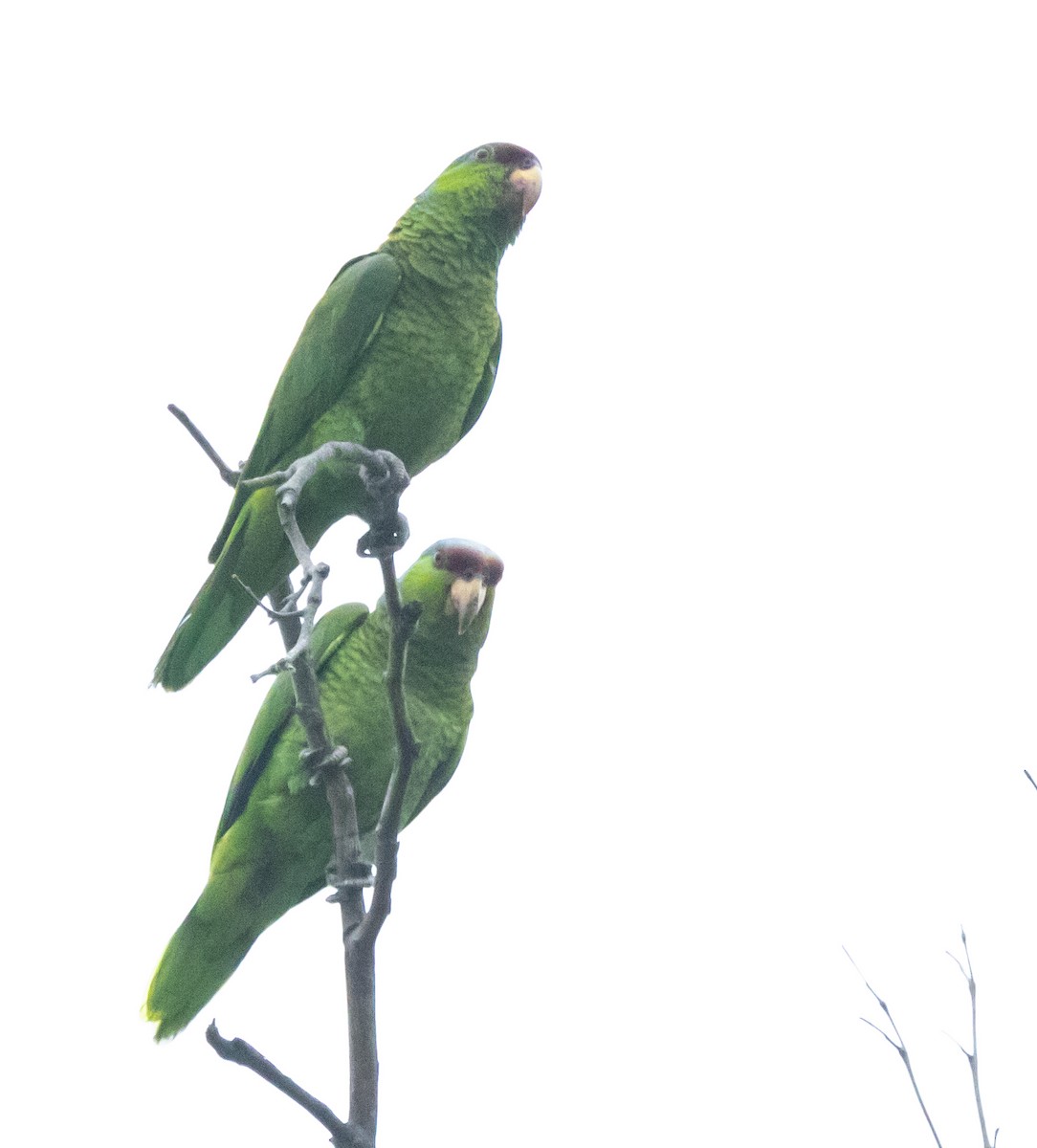 Lilac-crowned Amazon - Timothy Aarons