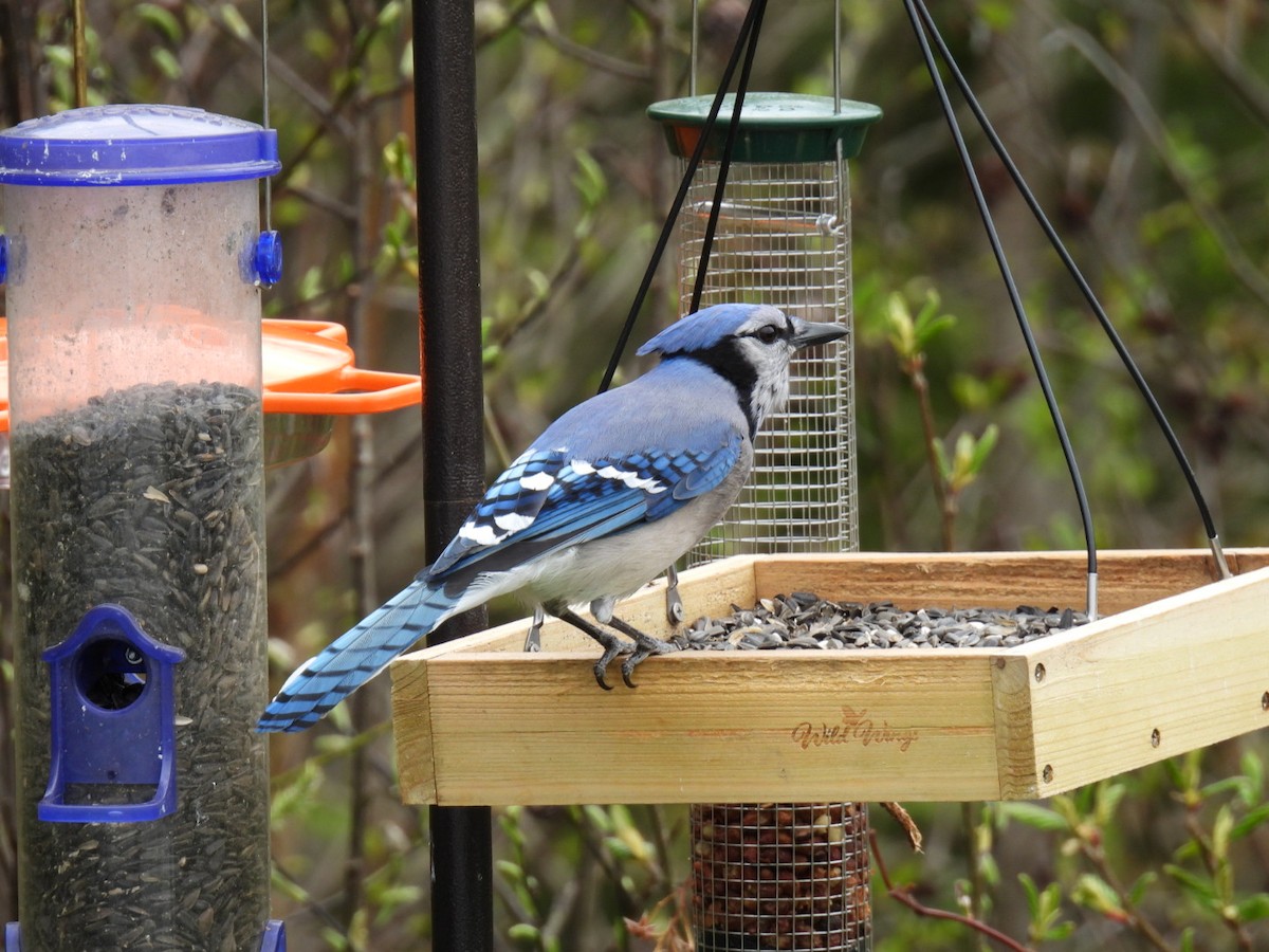 Blue Jay - Joe McGill