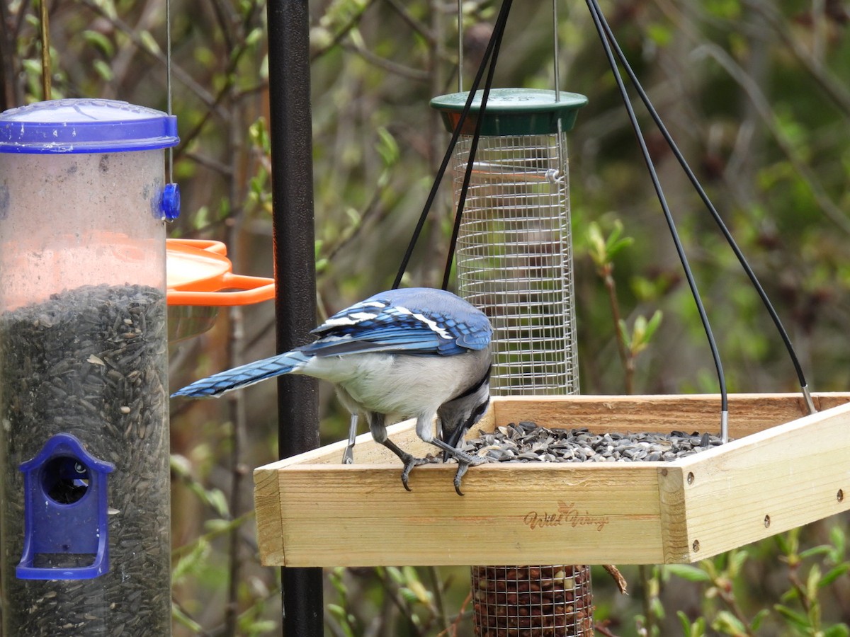 Blue Jay - Joe McGill