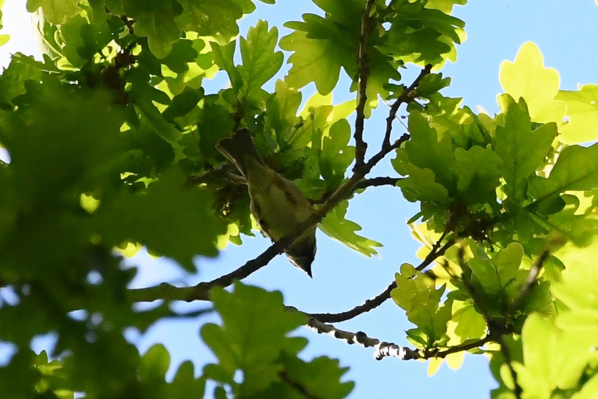 Eurasian Blue Tit - Michael Louey