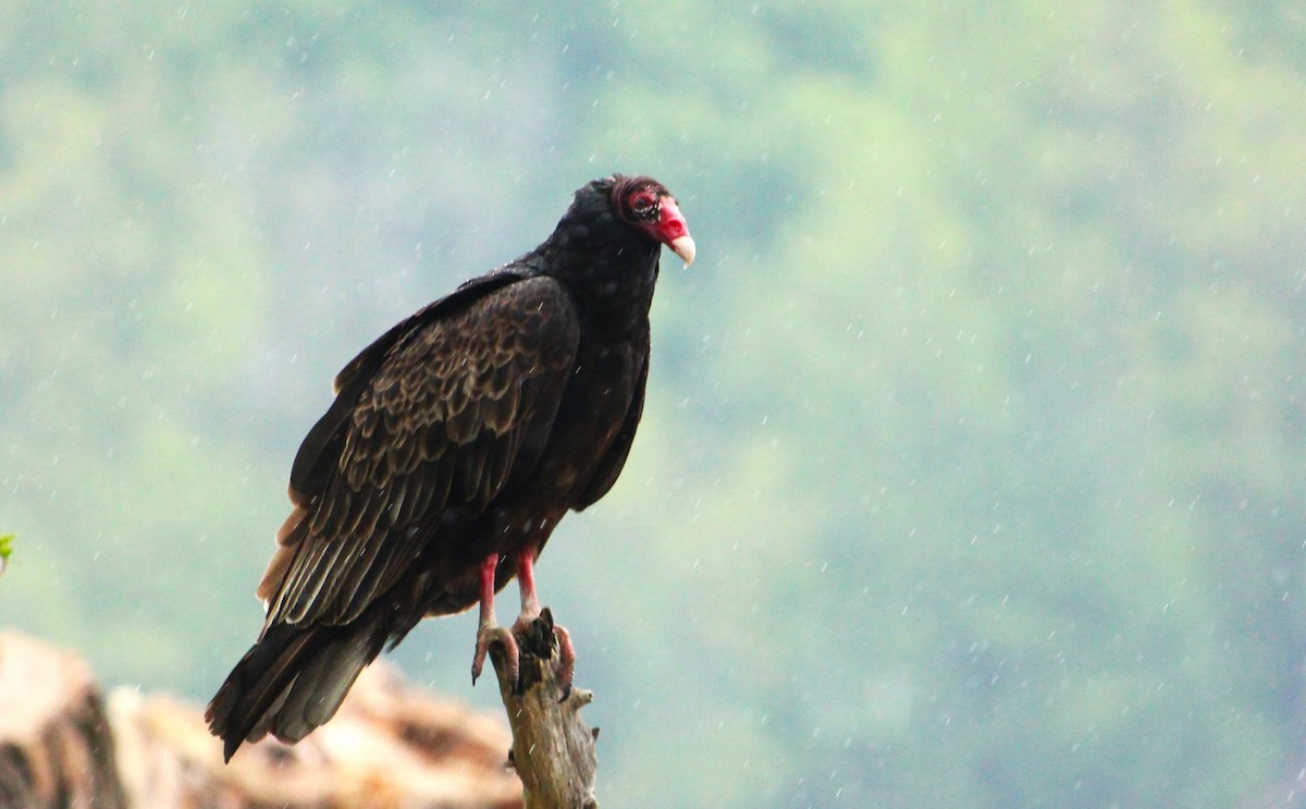 Turkey Vulture - Hilary Dickson