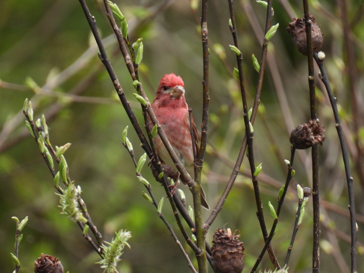 Purple Finch - Joseph McGill