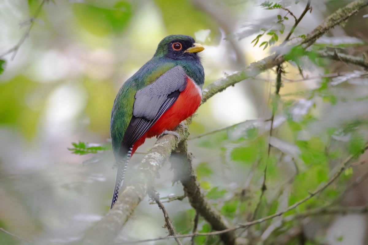 Collared Trogon - Miguel Ángel Sánchez Bautista