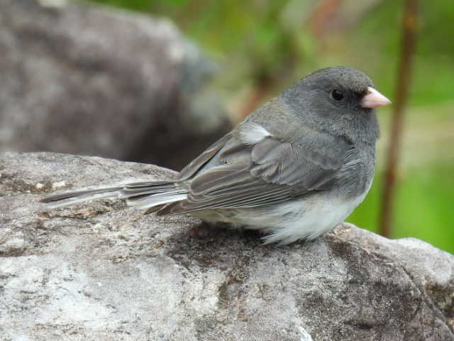 Dark-eyed Junco - Joseph McGill