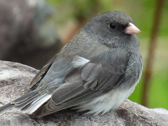 Dark-eyed Junco - Joseph McGill