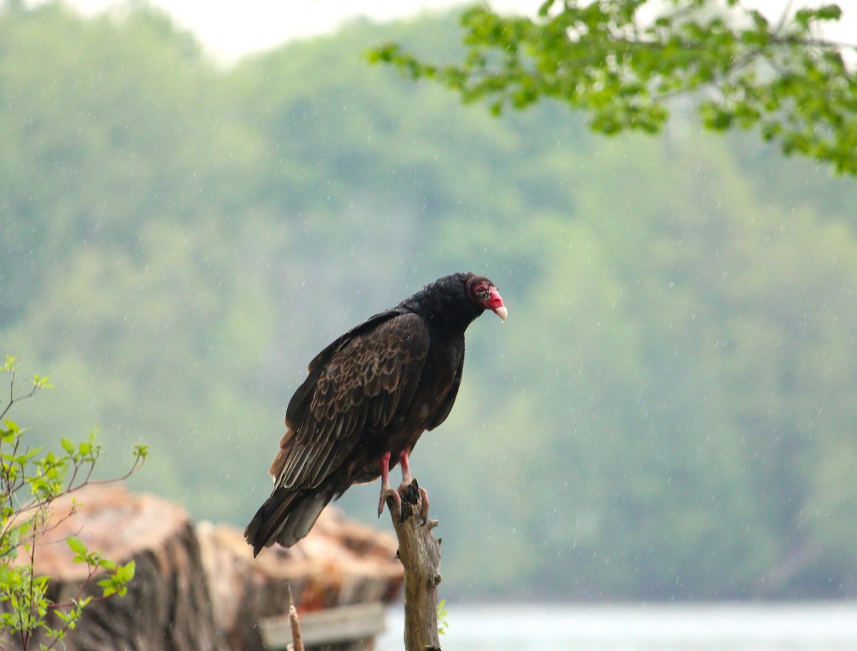 Turkey Vulture - Hilary Dickson
