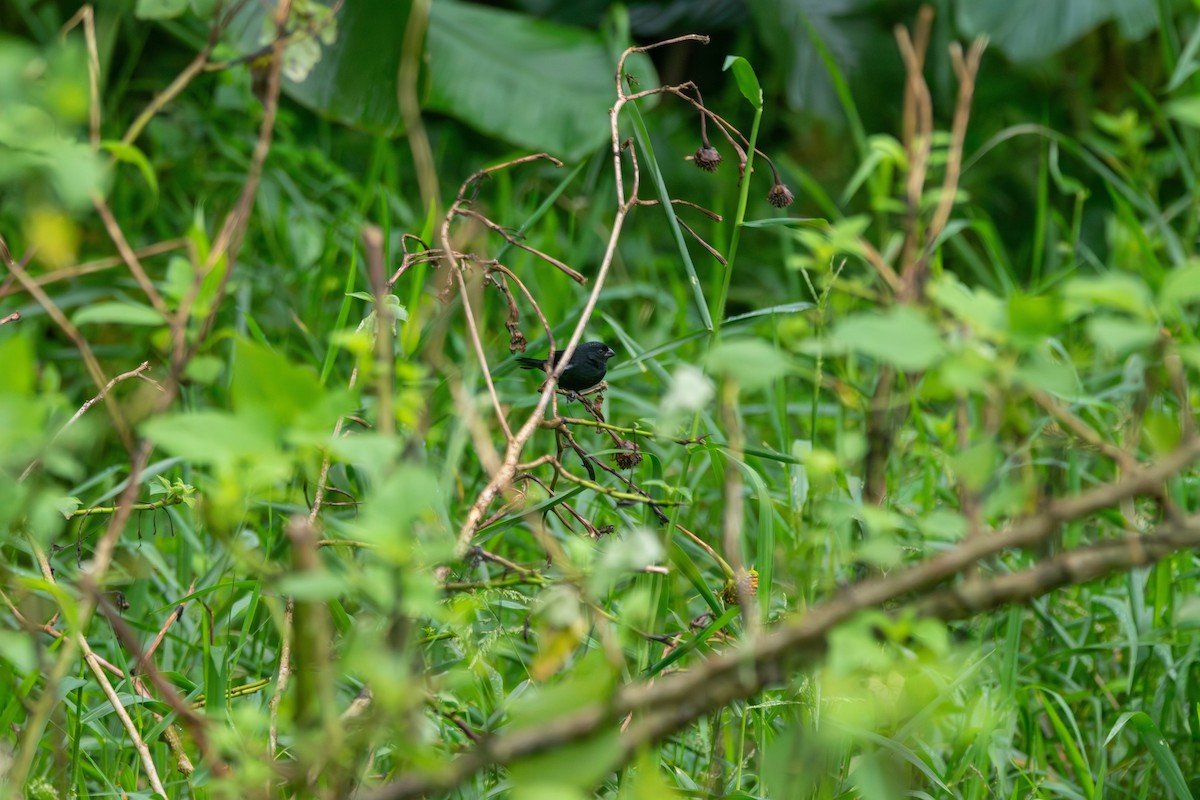 Variable Seedeater - Matt Fischer