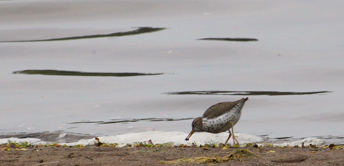 Spotted Sandpiper - Hilary Dickson