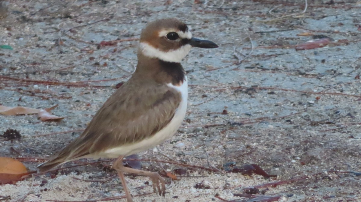 Wilson's Plover - ML619115785