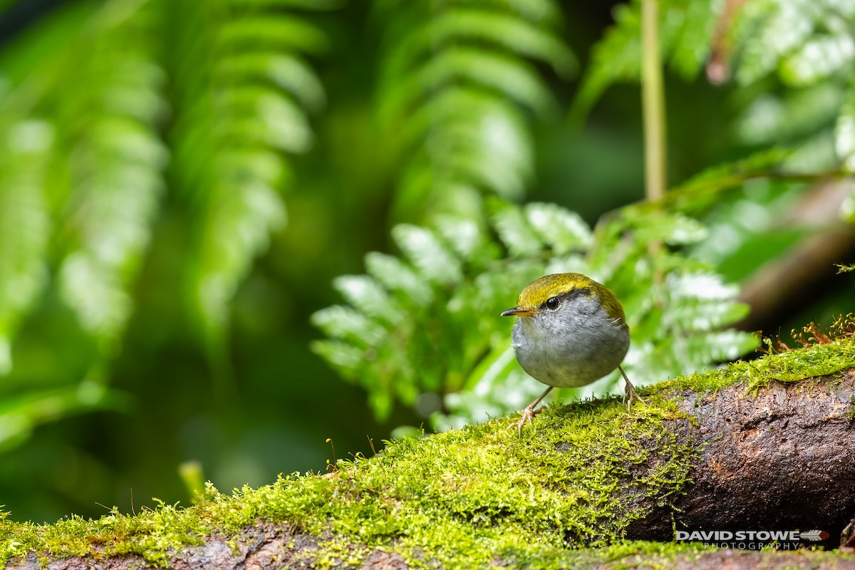 Gray-bellied Tesia - David Stowe