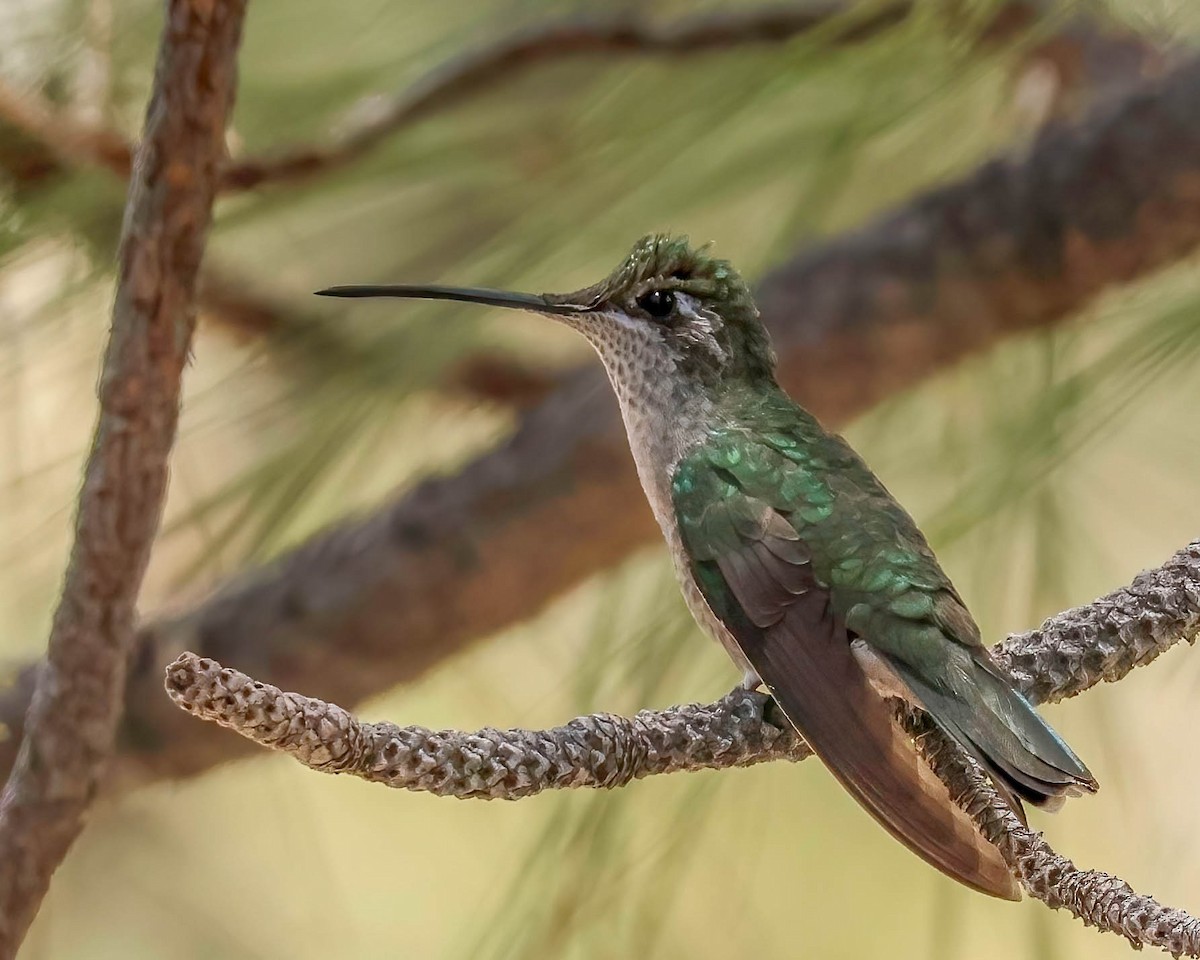 Rivoli's Hummingbird - Sue Smith