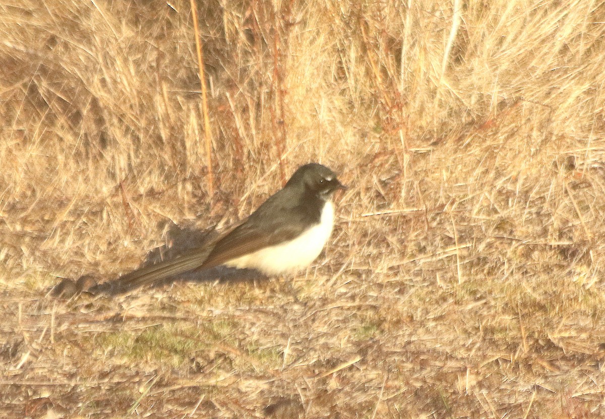 Willie-wagtail - David  Mules