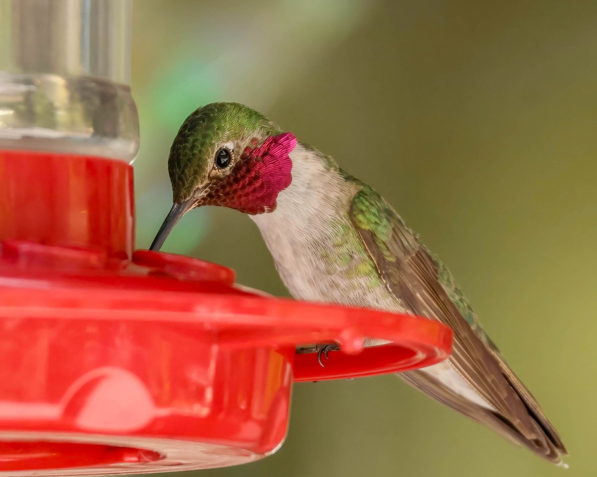 Broad-tailed Hummingbird - Sue Smith