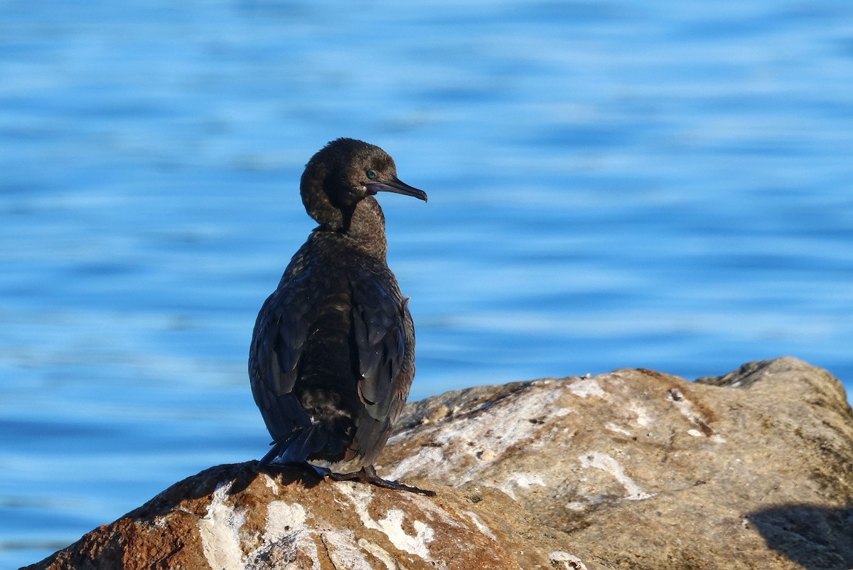 Little Black Cormorant - Lorix Bertling